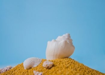 I am a Hollow Seashell