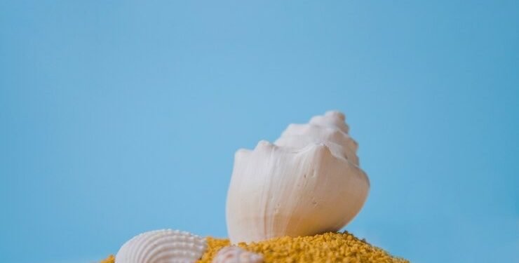 I am a Hollow Seashell