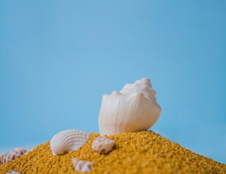 I am a Hollow Seashell