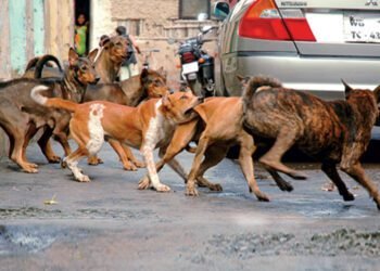 SC Announces Uniform Stray Dog Policy, ₹2,500 Cr Fund