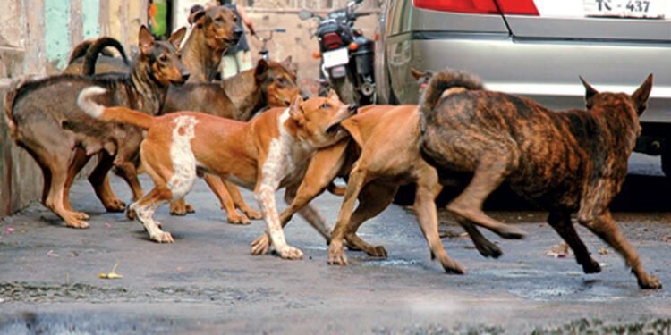 SC Announces Uniform Stray Dog Policy, ₹2,500 Cr Fund