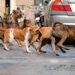 SC Announces Uniform Stray Dog Policy, ₹2,500 Cr Fund